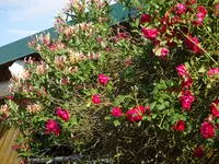DSC03004.webp