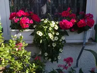 DSC03013.webp