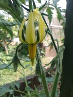 IMG_20230615_154831.jpg