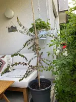Mirabellenbaum 01.webp