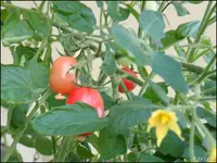c044.webp