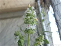 c045.webp