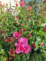 IMG_20230616_074712.webp