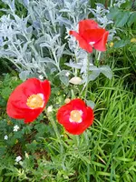 ,drei grazien.webp