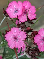 Karthäuser Nelke.webp