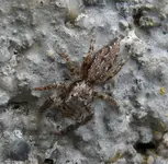 2023Springspinne.webp