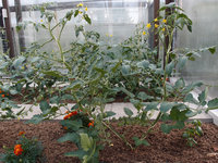 Sungold F1.jpg
