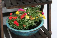 Portulakröschen 0421.webp