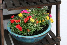 Portulakröschen 0421.JPG