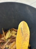 IMG_6147 Medium.jpeg