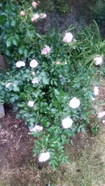 Zaun Wald1.webp