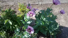 lila Mohn.webp