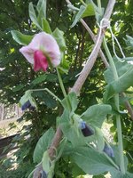 IMG_20230615_154444.jpg