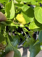 IMG_2810.jpeg