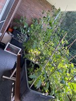 IMG_0080.jpeg