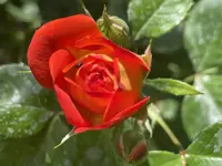 37CB7EB2-3B84-4B47-998D-36EC7CA8F6FD.webp