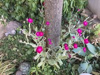 Lichtnelke Vexiernelke 'Lychnis coronaria'.jpg
