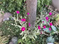 Lichtnelke Vexiernelke 'Lychnis coronaria'.webp