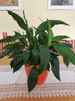 IMG_20230617_154325.jpg