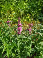 IMG_20230617_155243.webp