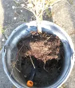 Eibe Haustür gelb_Wurzelballen v1.webp