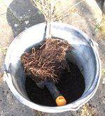 Eibe Haustür gelb_Wurzelballen v2.jpg