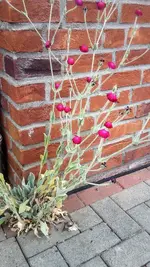 Vexiernelke.webp