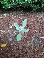 IMG_20230618_114226.jpg