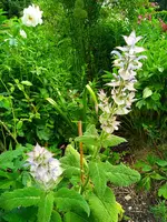 ,muskattellersalbei - Kopie.jpg