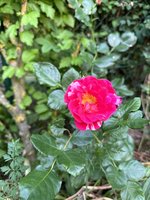 IMG_9187.jpeg