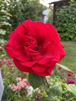 IMG_9188.jpeg