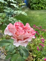 IMG_9189.jpeg
