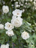 IMG_9190.jpeg