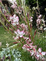IMG_9186.jpeg
