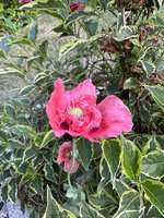 IMG_9183.jpeg