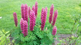 Lupine22.jpg