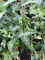 IMG_2391.jpeg IMG_2391.jpeg