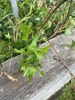 IMG_2390.jpeg IMG_2390.jpeg