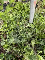 IMG_2389.jpeg IMG_2389.jpeg