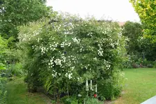 Juni     3323.webp