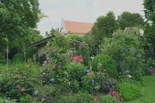 Juni     3523.webp