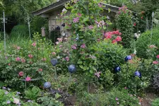 Juni     3623.webp