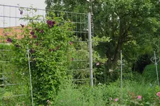 Juni     3723.webp