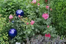 Juni     3823.webp