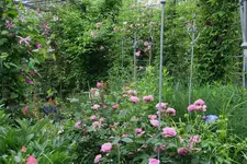 Juni     4123.webp