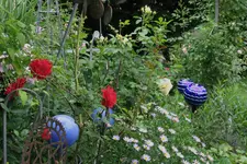Juni     4723.webp