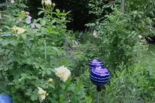 Juni     4823.webp