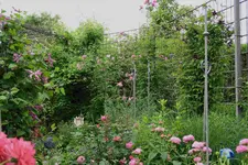 Juni     4923.webp