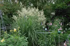 Juni     5023.webp