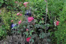 Juni     5223.webp